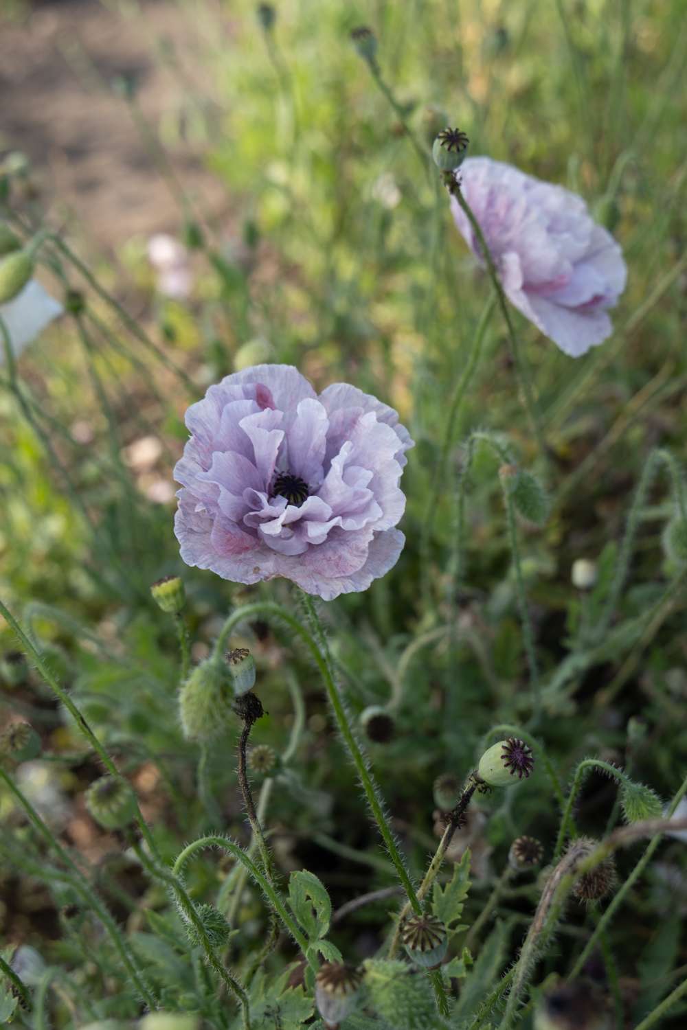 Kornvalmue 'Amazing Grey' (frø)